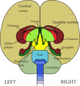 Brain Diagram Medical Biology - Clker-Free-Vector-Images / Pixabay