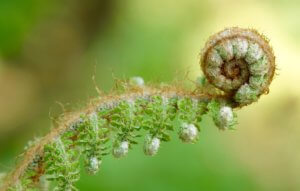 Spiral in Ferns